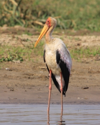Dławigad afrykański - Mycteria ibis - Yellow-billed Stork