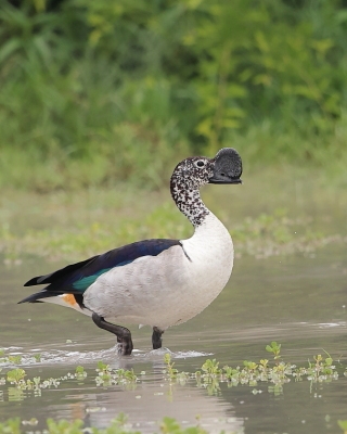Dziwonos - Sarkidiornis melanotos - Comb Duck