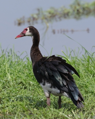 Gęsiec - Plectropterus gambensis - Spur-winged Goose