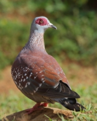 Gołębie, Trerony- Pigeons