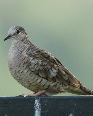 Gołąbeczek aztecki - Columbina inca - Inca Dove