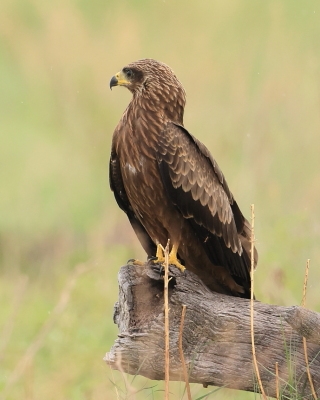 Kania czarna - Milvus migrans - Black Kite