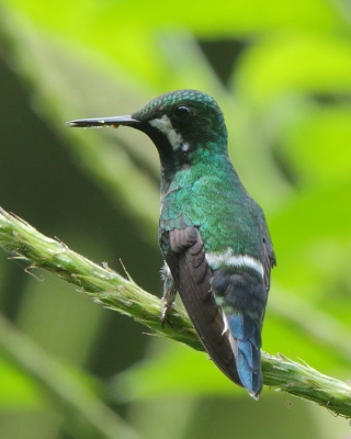 Kolcosterek zielony - Discosura conversii - Green Thorntail