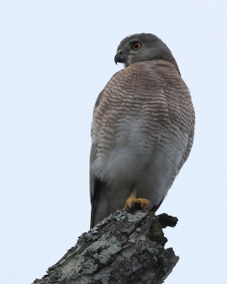 Krogulec mały - Accipiter badius  - Shikra