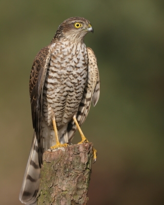 Krogulec - Accipiter nisus - Eurasian Sparrowhawk