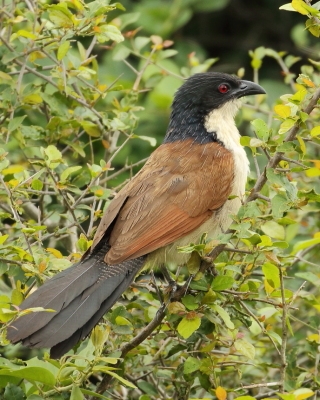 Kukal białogardły - Centropus superciliosus burchellii - Burchell's Coucal
