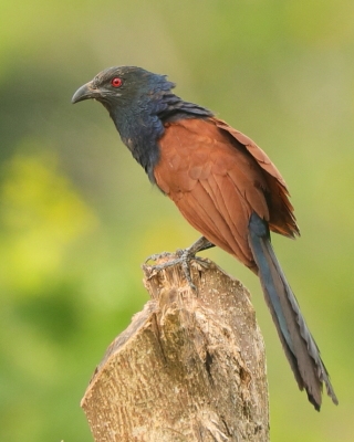 Kukal zmienny - Centropus sinensis - Greater Coucal