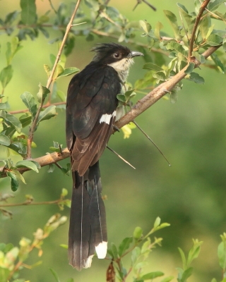 Kukułka czarno-biała - Clamator jacobinus - Jacobin Cuckoo