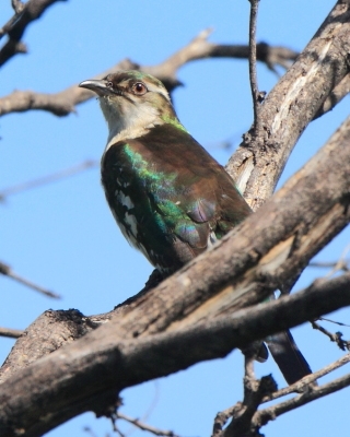 Kukułeczka pstra - Chrysococcyx caprius - Diederick Cuckoo