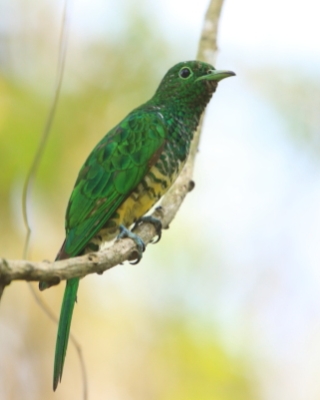 Kukułeczka złocista - Chrysococcyx cupreus - African Emerald Cuckoo
