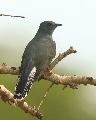 Kukułka siwobrzucha - Cacomantis passerinus - Grey-bellied Cuckoo