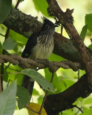 Kukułka żałobna - Clamator levaillantii - Levaillant's Cuckoo