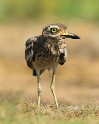 Kulon indyjski - Burhinus oedicnemus indicus - Indian Stone-curlew