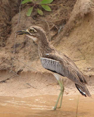 Kulon nadwodny - Burhinus vermiculatus - Water Thick-knee