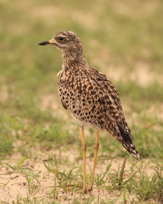 Kulon plamisty - Burhinus capensis - Spotted Thick-knee