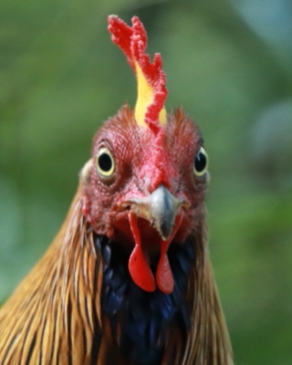 Kur cejlonski - Gallus lafayetii - Sri Lanka Junglefowl