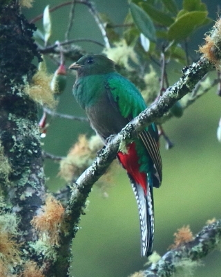 Kwezal herbowy - Pharomachrus mocinno - Resplendent Quetzal
