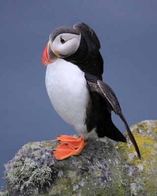 Maskonur - Fratercula arctica - Atlantic Puffin