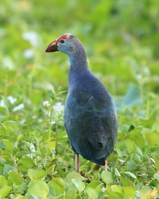 Modrzyk siwogłowy - Porphyrio porphyrio poliocephalus - Grey-headed Swamphen