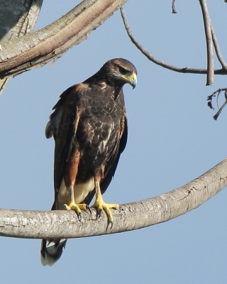 Myszołowiec towarzyski - Parabuteo unicinctus - Harris's Hawk