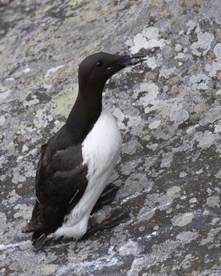 Nurzyk - Uria aalge - Common Guillemot