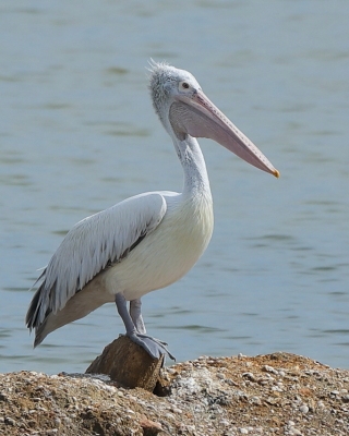 Pelikan indyjski - Pelecanus philippensis - Spot-billed Pelican