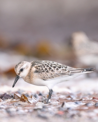 Piaskowiec - Calidris alba - Sanderling
