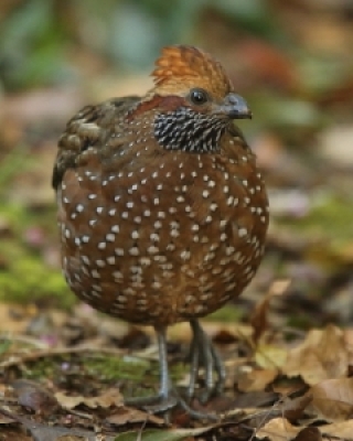  Przepiórowate -Odontophoridae