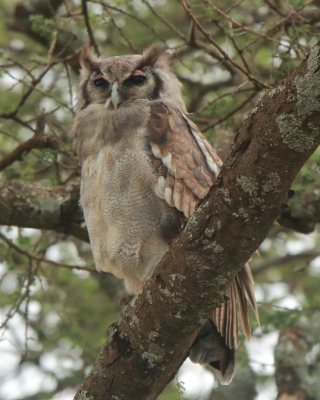 Puchacz mleczny - Bubo lacteus - Verreaux's Eagle Owl