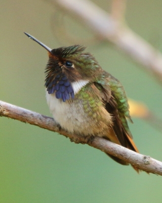 Rudaczek kryzowany - Volcano Hummingbird