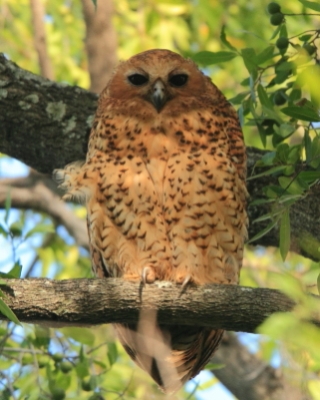 Puszczykowate - Strigidae