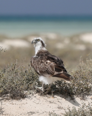 Rybołów - Pandion haliaetus - Osprey