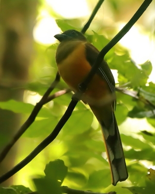 Sędzioł malabarski - Harpactes fasciatus - Malabar Trogon