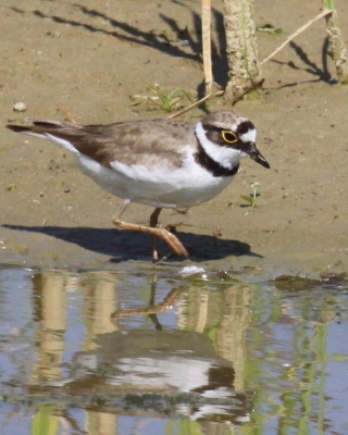 Sieweczka rzeczna - Charadrius dubius - Little Ringed Plover