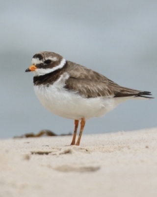 Siewki, Sieweczki i Czajki -Plovers and Lapwings