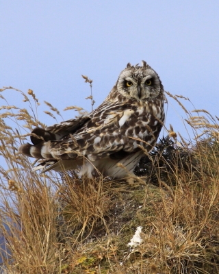 Uszatka błotna - Asio flammeus - Short-eared Owl