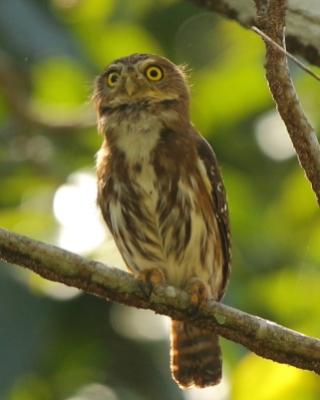Sóweczka lilipucia - Glaucidium griseiceps - Central American Pygmy Owl
