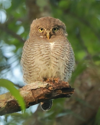 Sóweczka prążkowana - Glaucidium radiatum - Jungle Owlet