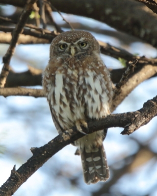 Sóweczka sawannowa - Glaucidium perlatum - Pearl-spotted Owlet