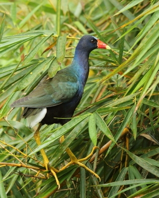Sułtanka amerykańska - Porphyrio martinica - Purple Gallinule