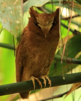 Syczek cejloński - Otus thilohoffmanni - Serendib Scops Owl