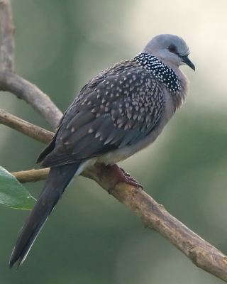 Synogarlica perłoszyja - Streptopelia chinensis - Spotted Dove