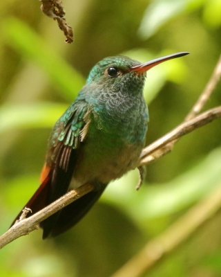 Szmaragdzik brązowosterny - Rufous-tailed Hummingbird