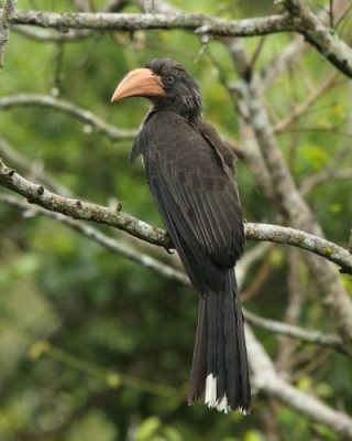 Toko czarnogłowy - Lophoceros alboterminatus - Crowned Hornbill