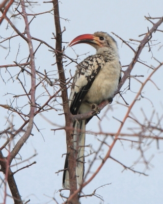 Toko namibijski - Tockus damarensis - Damara Hornbill
