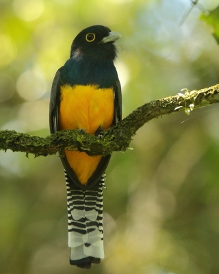 Trogon wyżynny - Trogon caligatus - Gartered Trogon