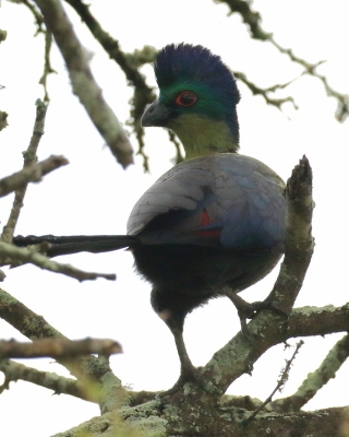 Turak rdzawy - Gallirex porphyreolophus - Purple-crested Turaco
