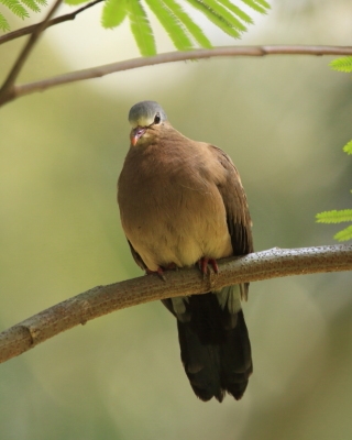 Turkaweczka modroplamkowa - Turtur afer - Blue-spotted Wood Dove