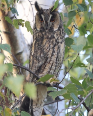Uszatka - Asio otus - Long-eared Owl
