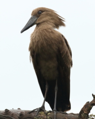Waruga - Scopus umbretta - Hamerkop